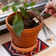 Herramientas terrario Kikkerland