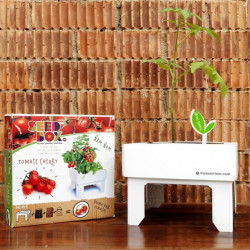 KIT DE CULTIVO TOMATE CHERRY