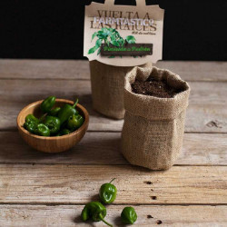 KIT DE CULTIVO PIMIENTOS DEL PADRÓN