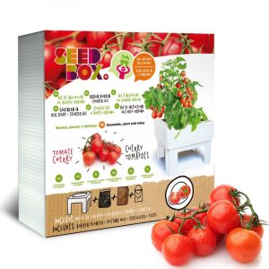 huerto urbano tomate cherry